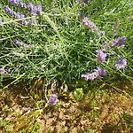 Oliva Vodice