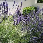 Oliva