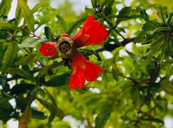 בית נופש Oliva