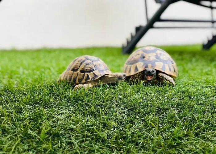 Oliva בית נופש